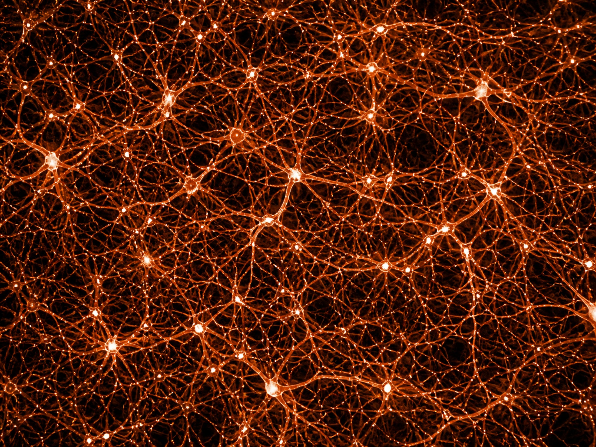 A dense, tack-sharp web of glowing synapses on a warm dark ground, activity rippling through the network.